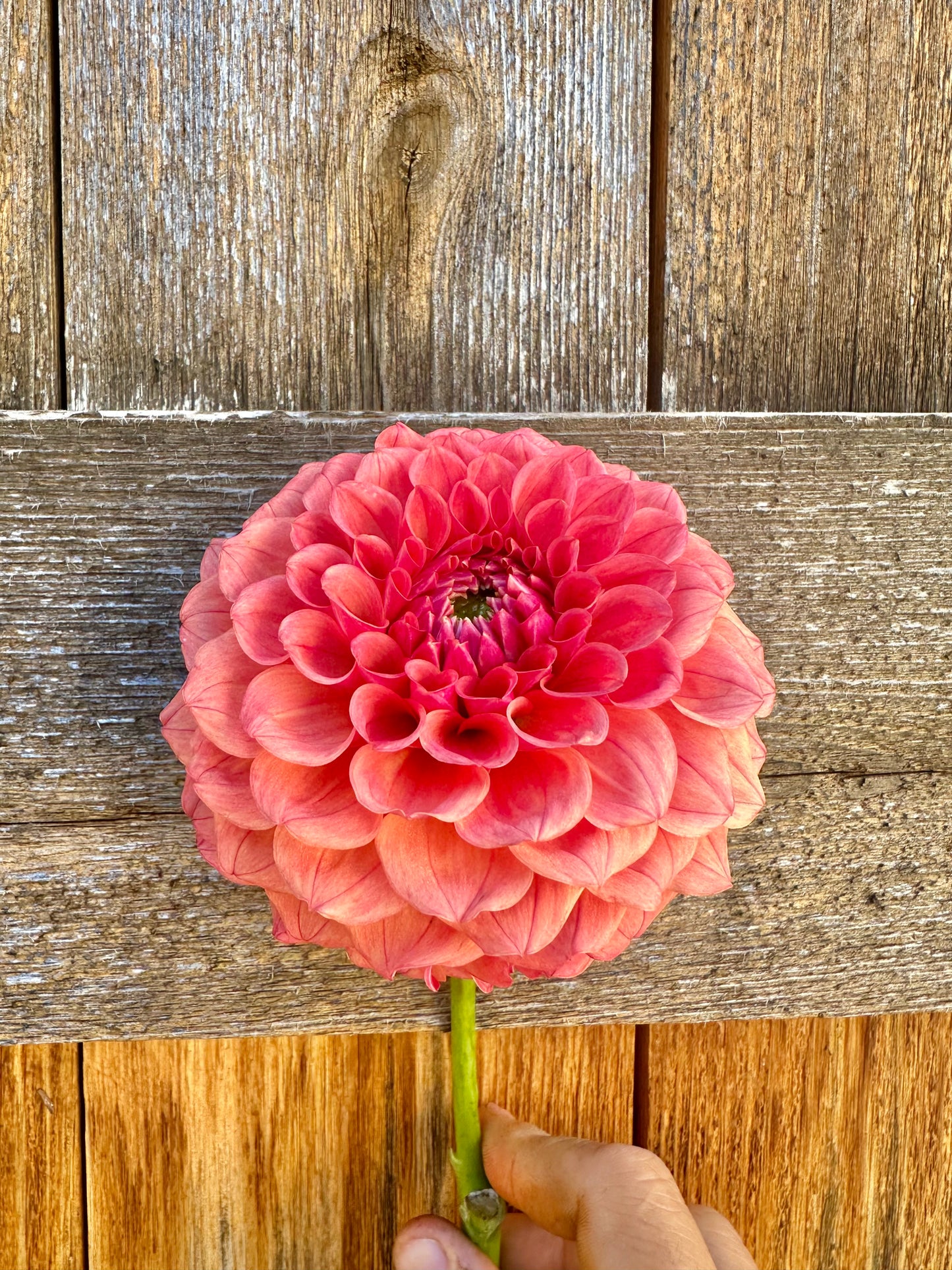 KA’s® Blood Orange dahlia tuber bundle - 5 pack