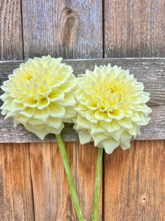 Apeeling Dahlia