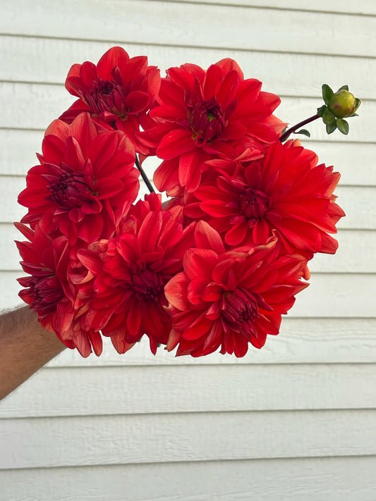 Patricia Ann’s Sunset Dahlia tuber