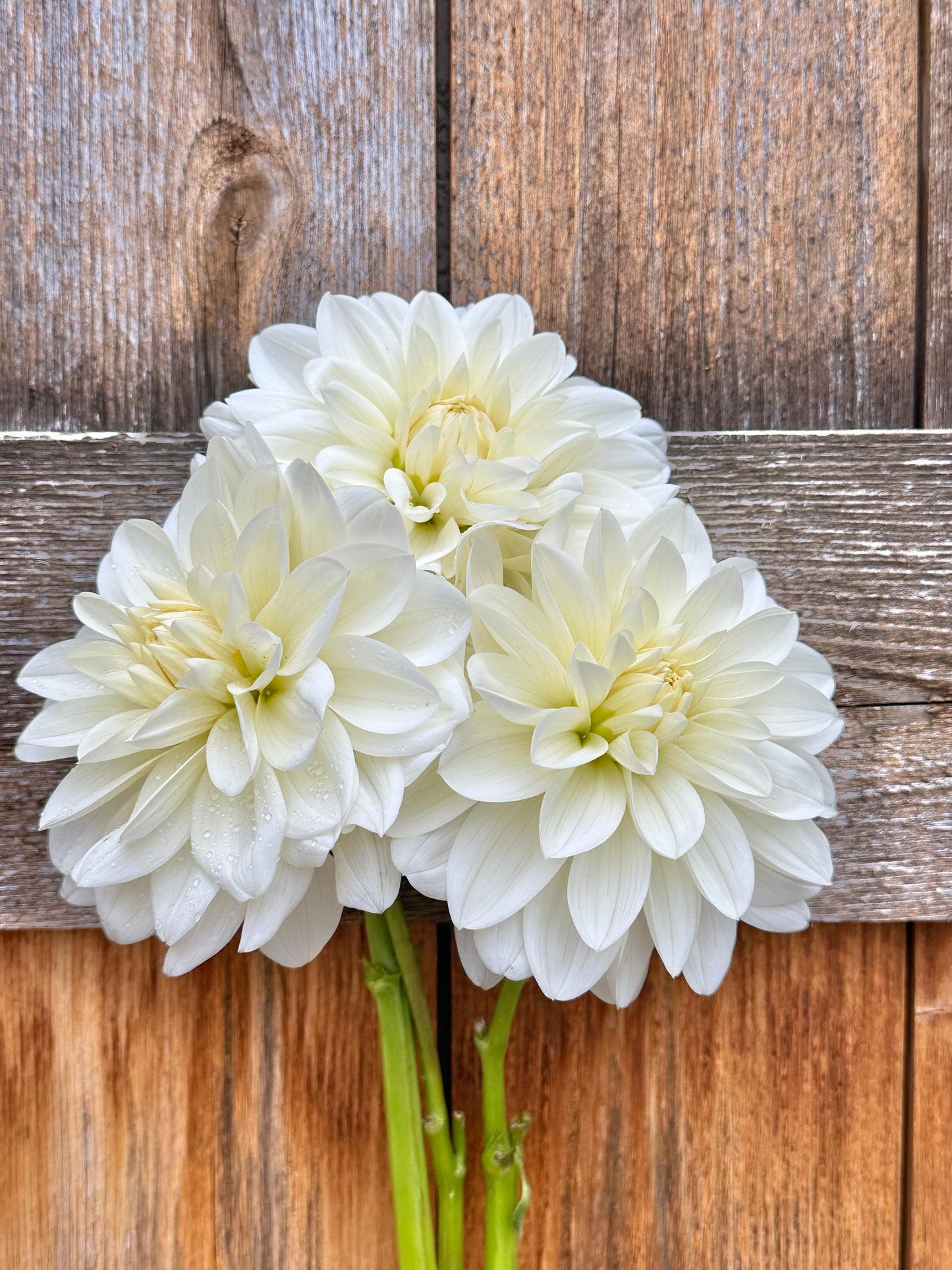 Farm-Cut dahlias - farmer’s choice of blooms: Fresh, Local & Seasonal