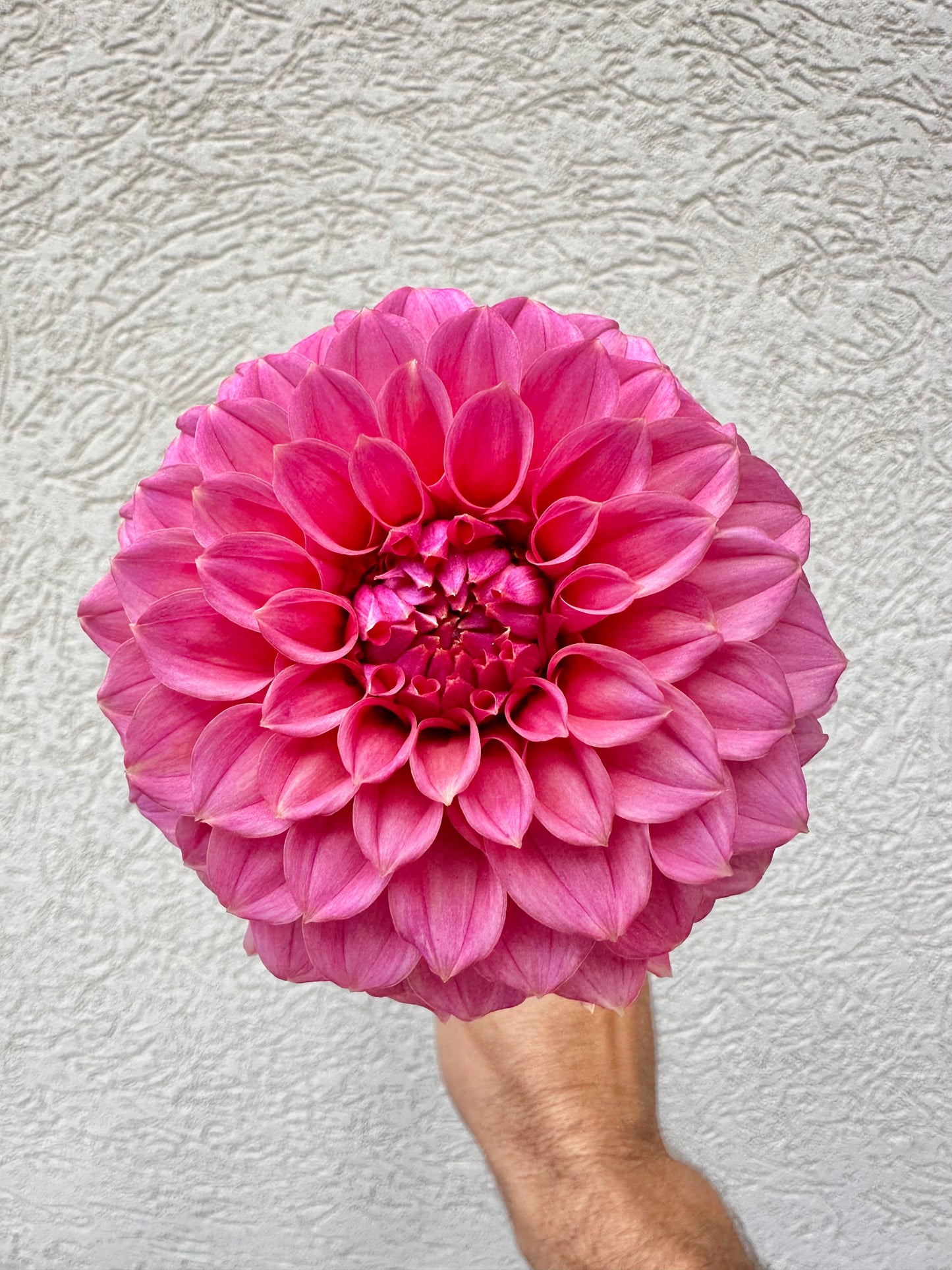 KA’s® Keltie Rose dahlia tuber bundle - 5pack