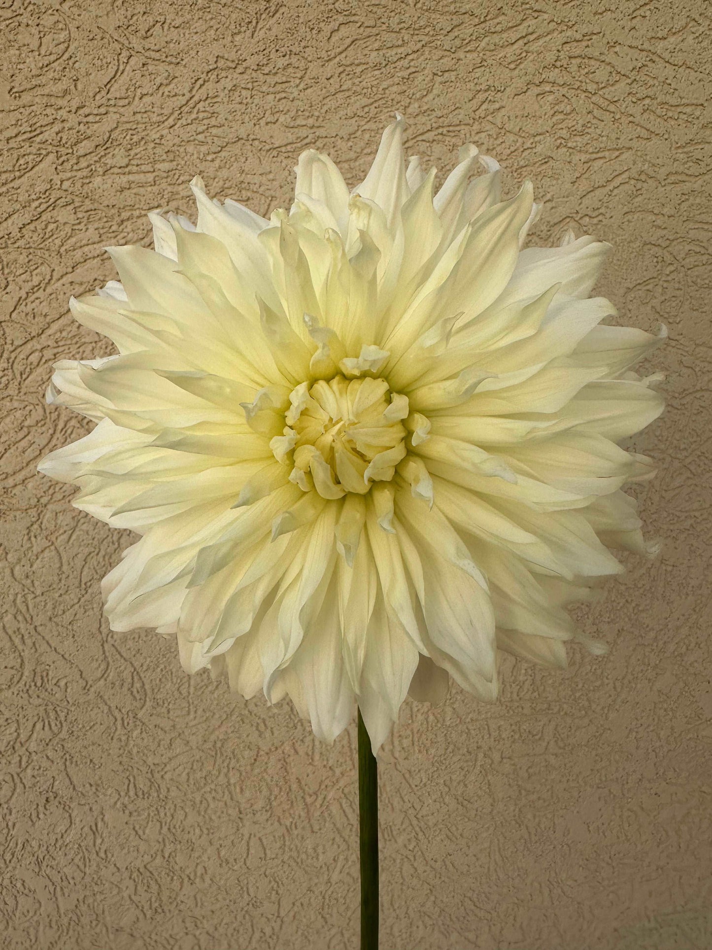 Farmer’s choice large dahlia flower