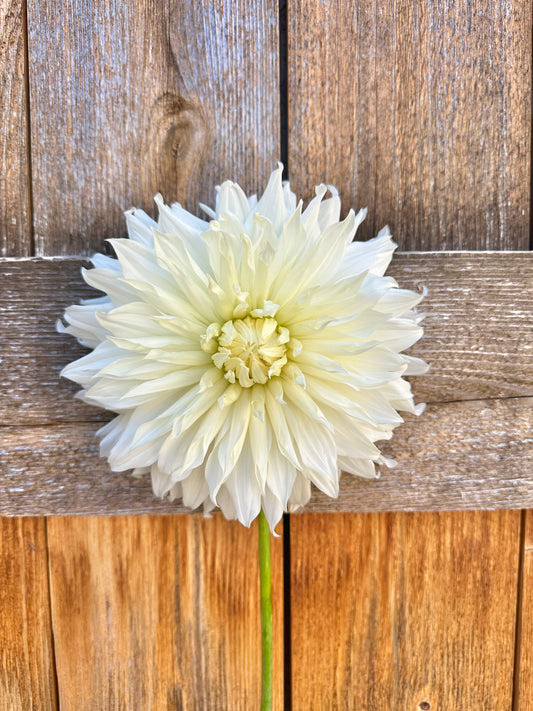 KA’s® Papa John dahlia tuber bundle - 5pack