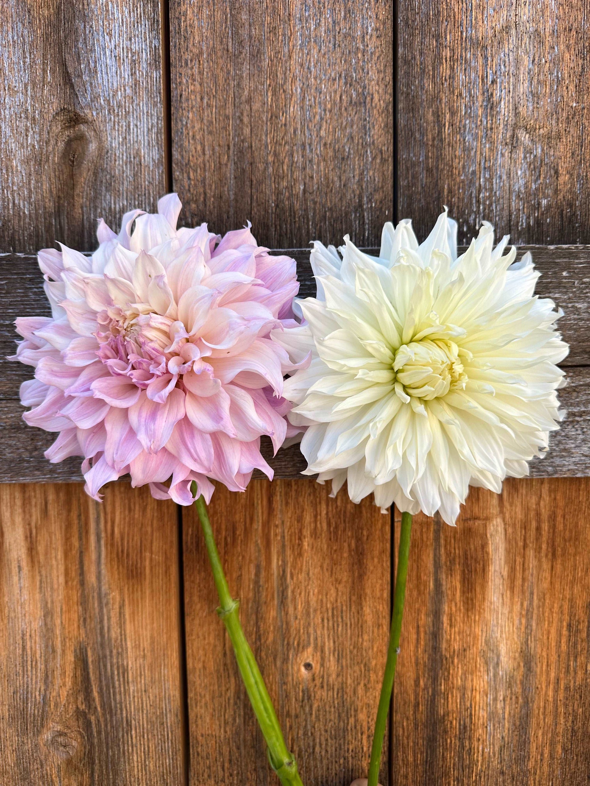 Farmer’s choice large dahlia flower