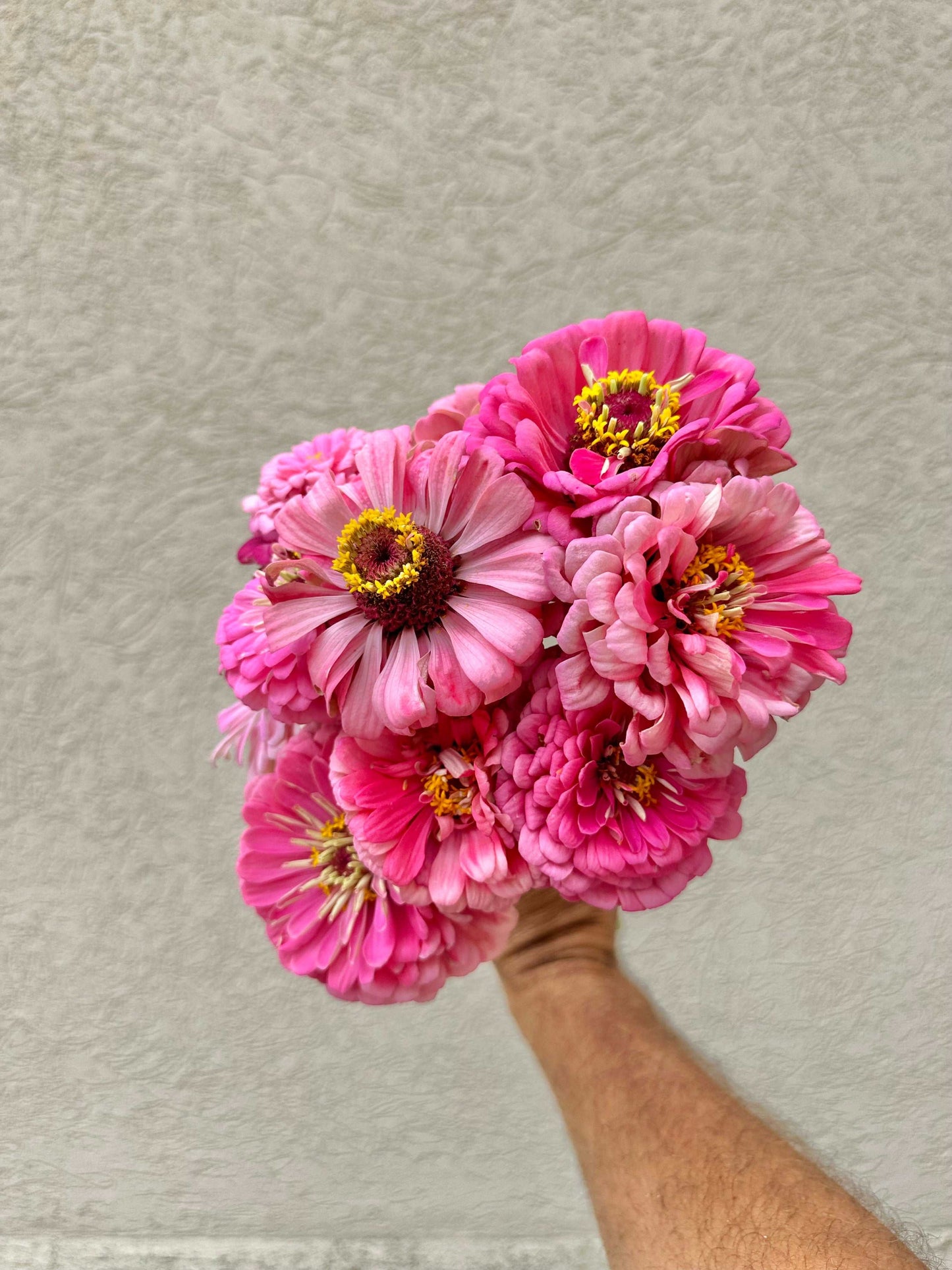 Zinnia flower bunch