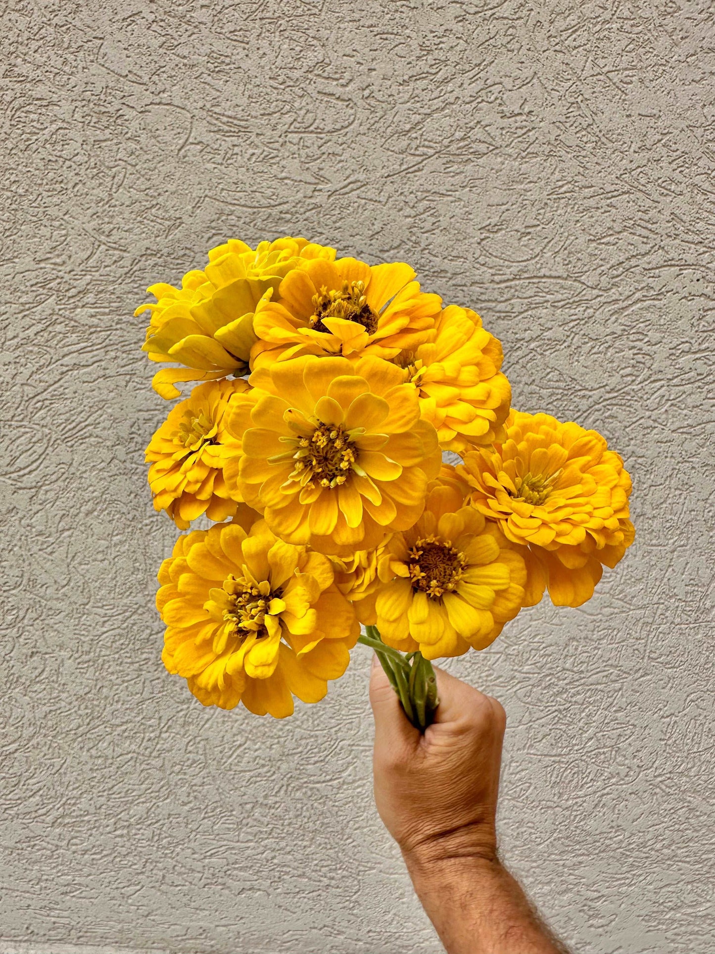 Zinnia flower bunch