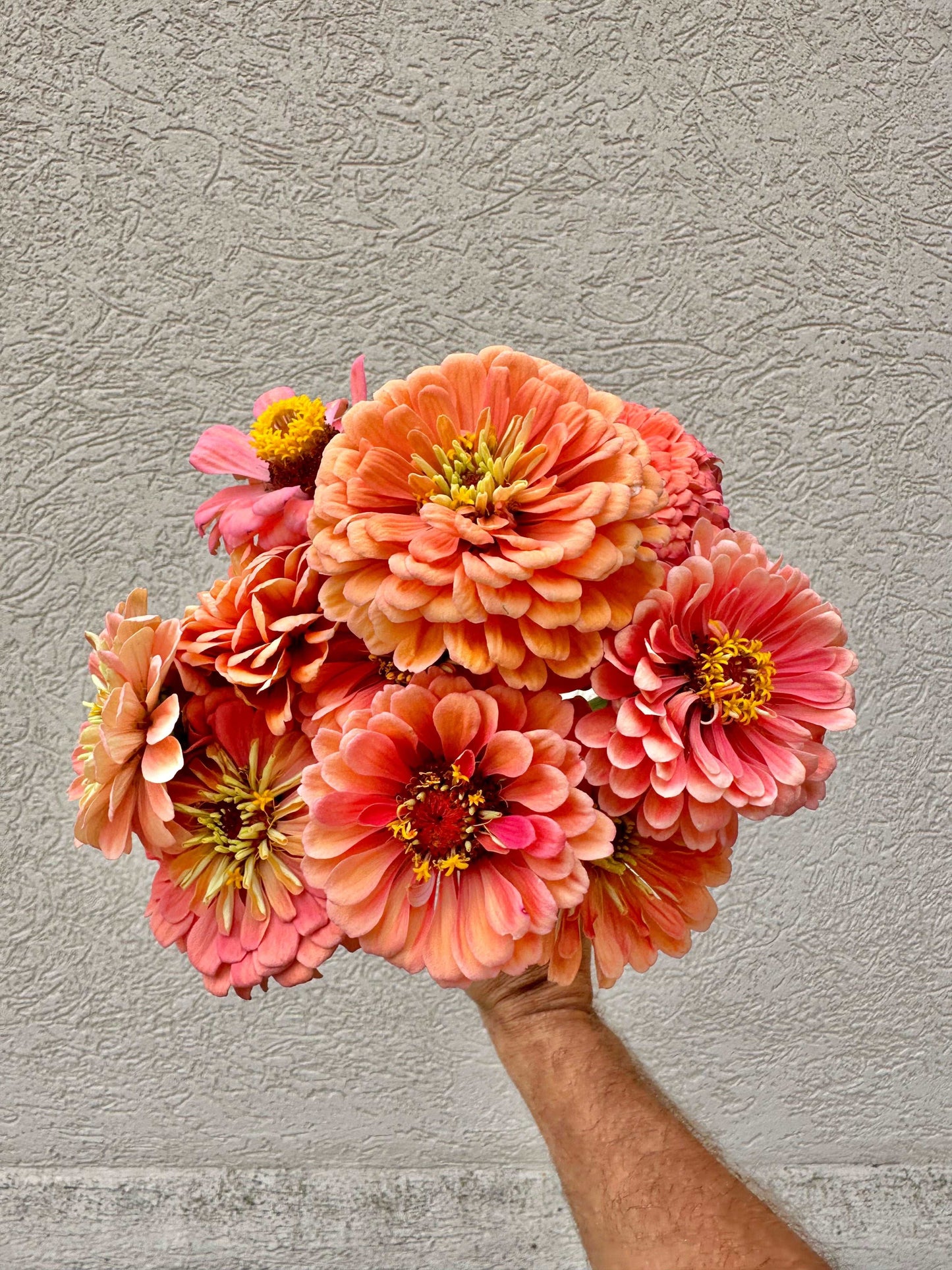 Zinnia flower bunch