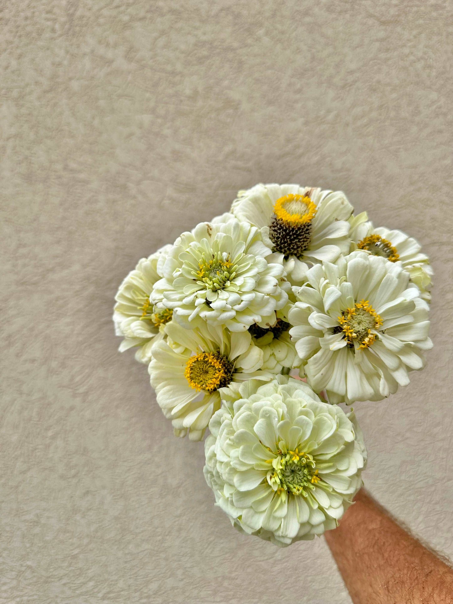 Zinnia flower bunch