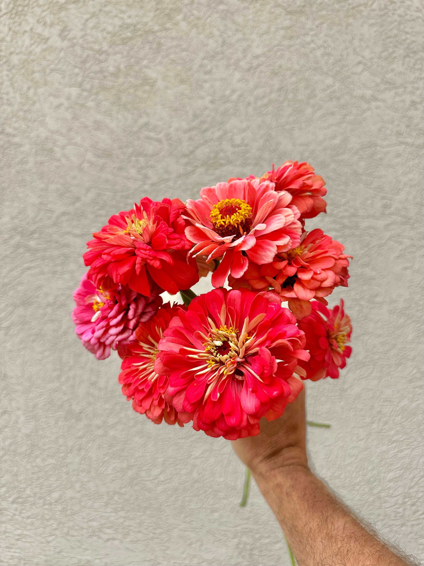 Zinnia flower bunch