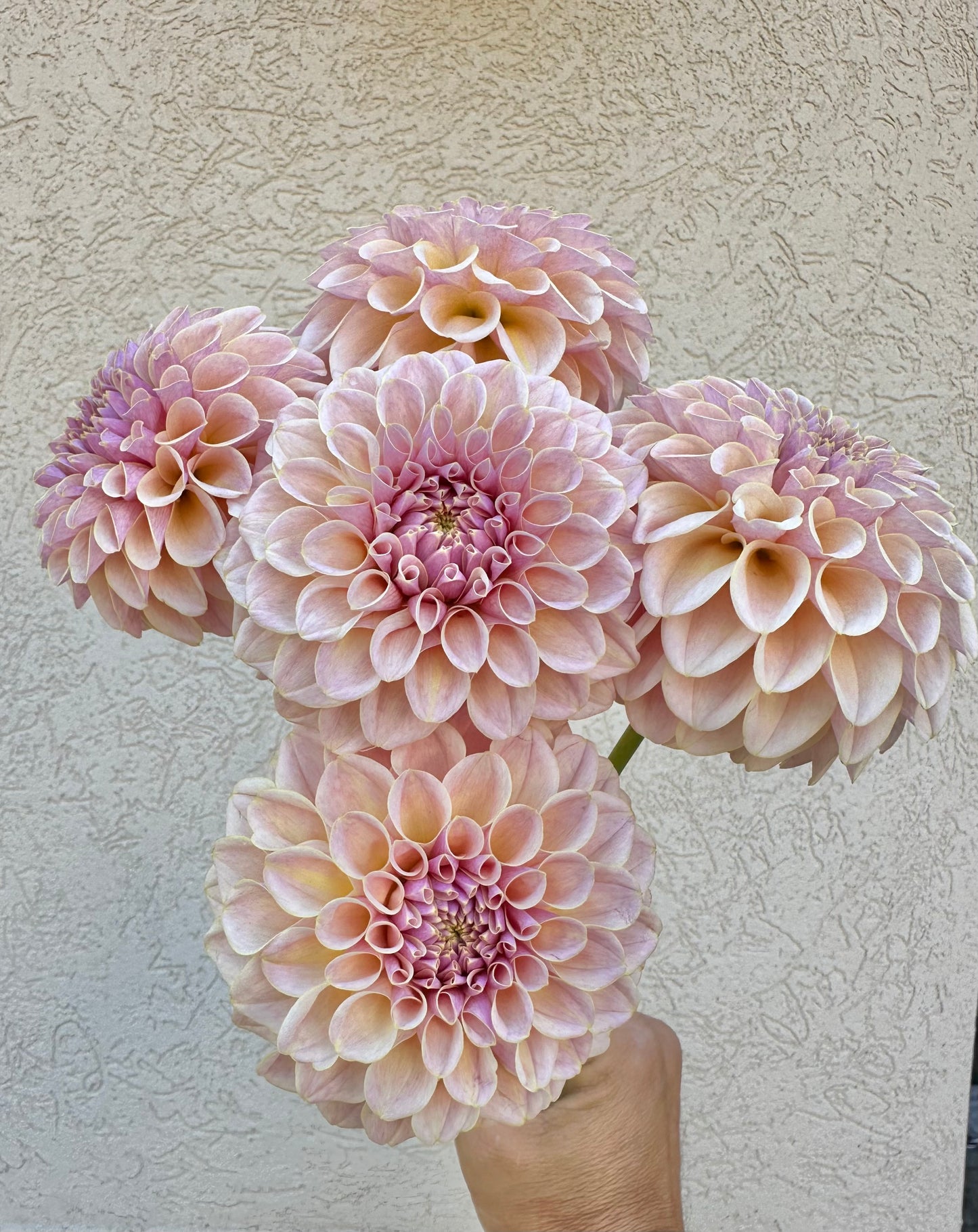 4 week dahlia flower bunch subscription (August-September)