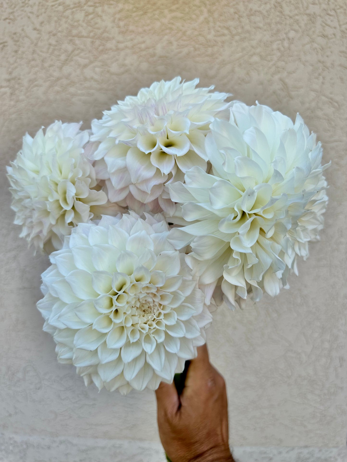 4 week dahlia flower bunch subscription (August-September)