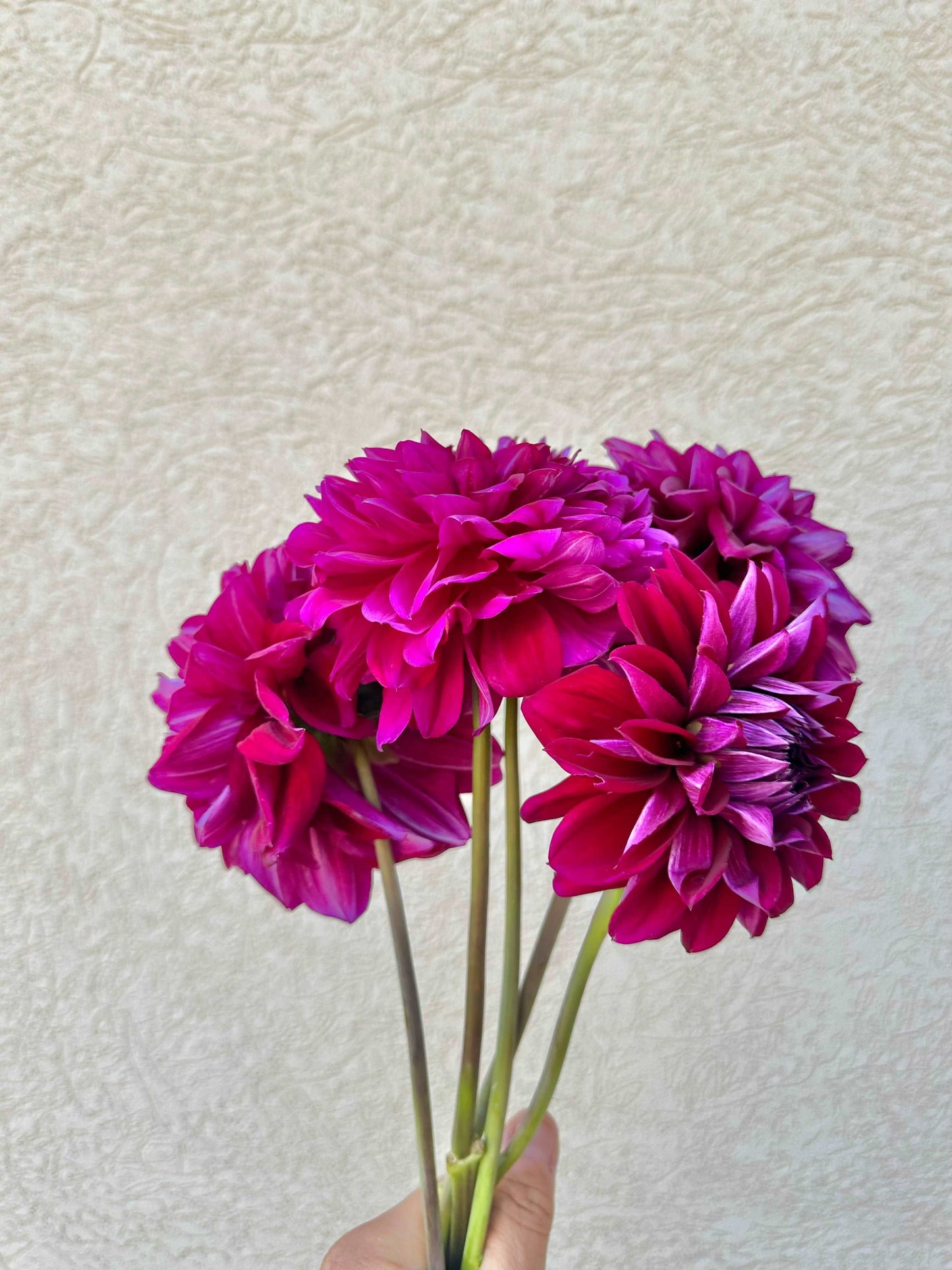 Farmer’s choice dahlia flower bundle