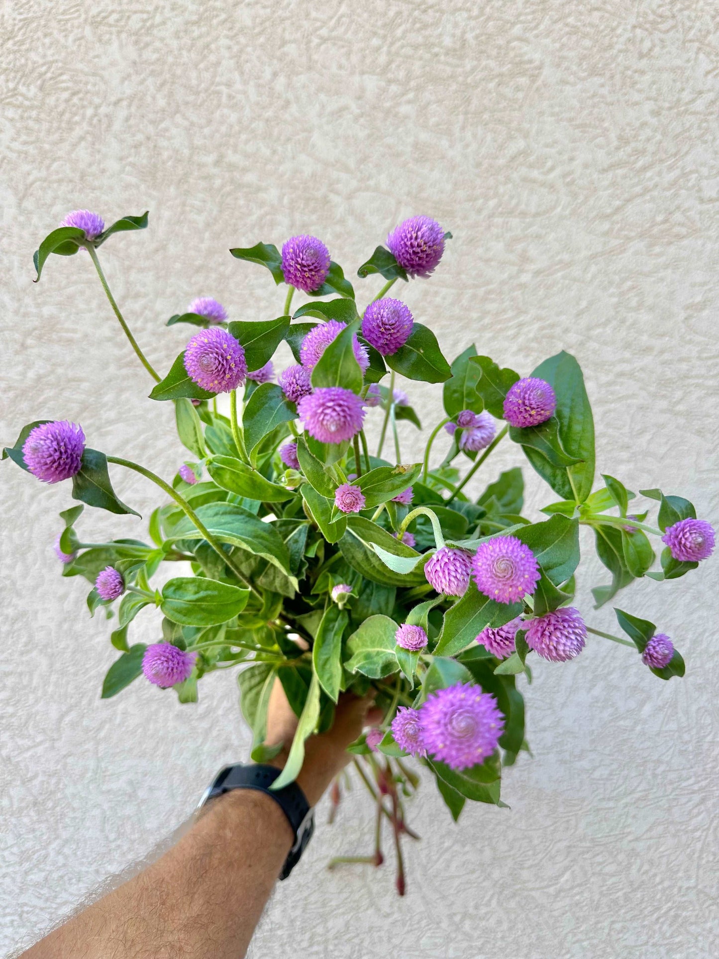 Gomphrena flower bunch