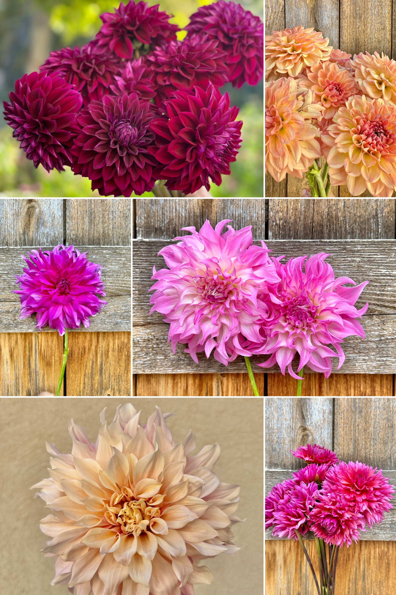 Beginner dahlia tuber collection