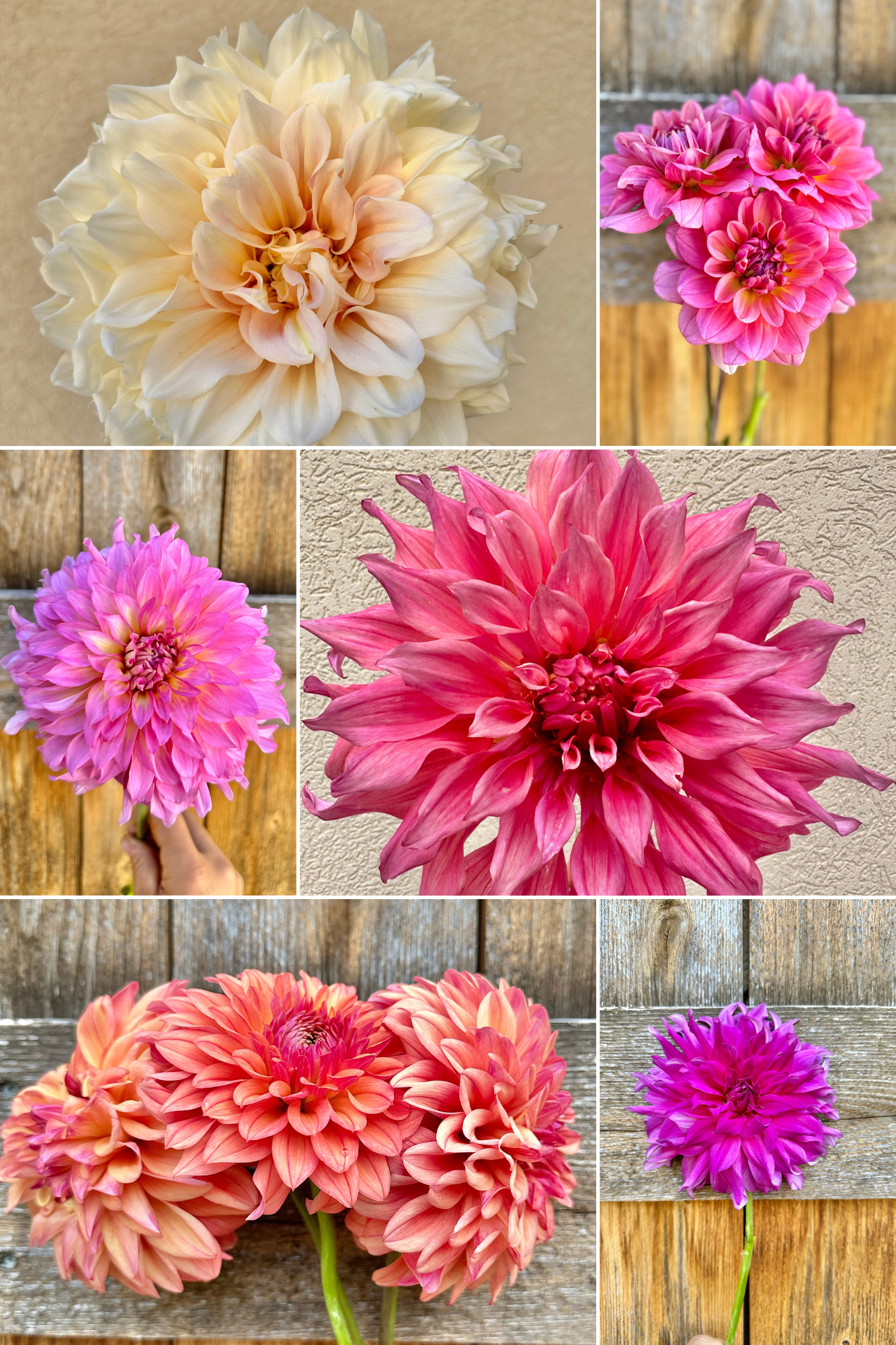 Premium beginner dahlia tuber collection