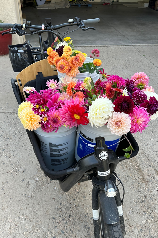 Mystery dahlia tuber collection