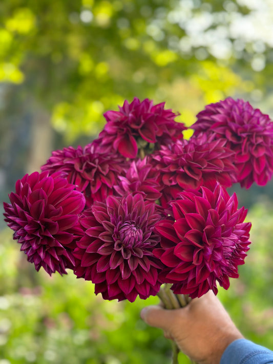 Diva dark purple dahlia bloom
