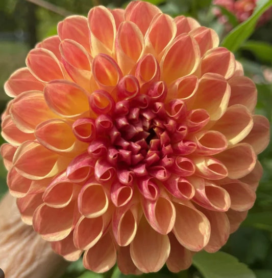 Sunset Peach dahlia tuber collection