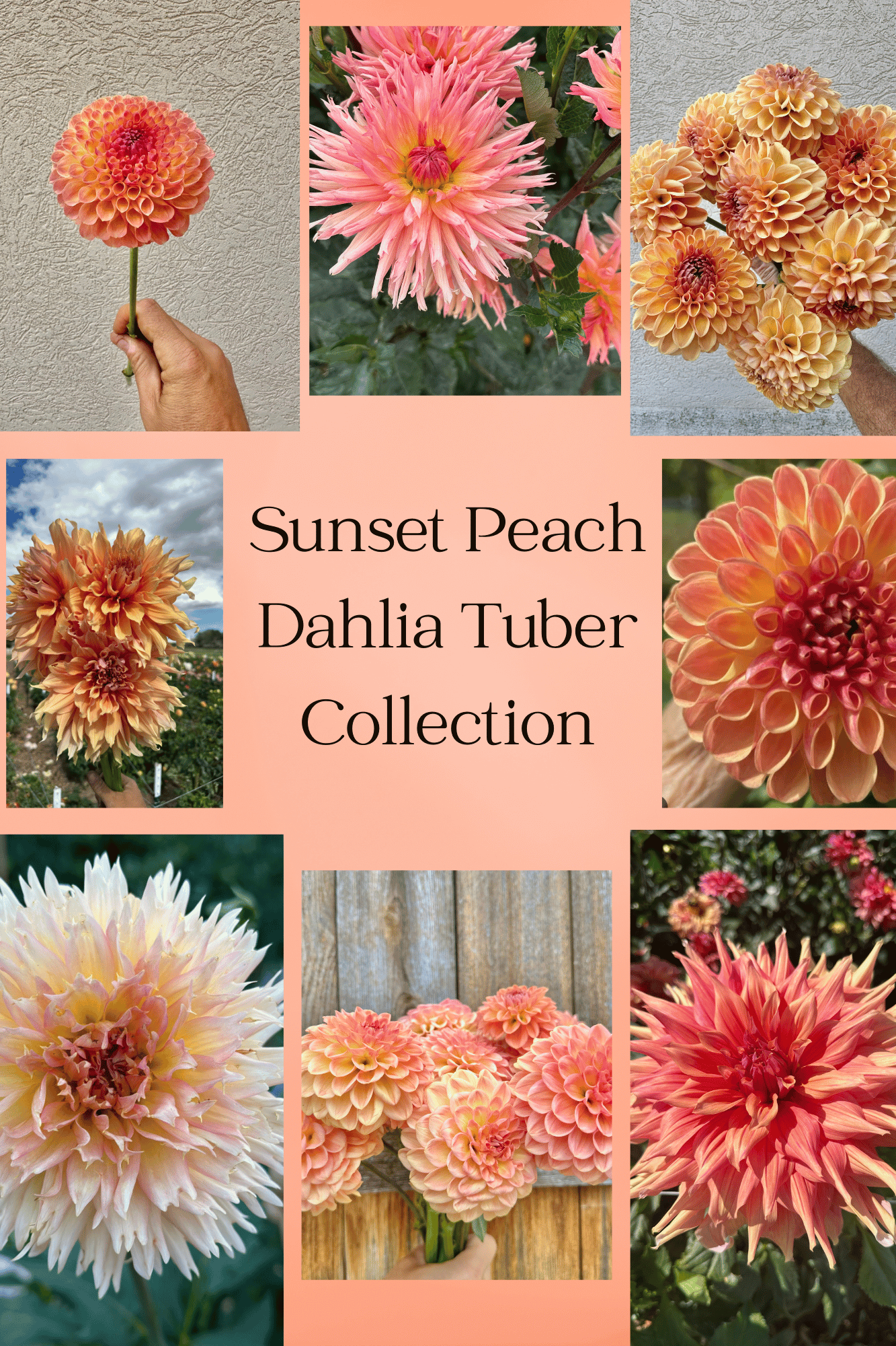 Sunset Peach dahlia tuber collection