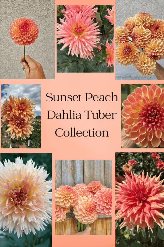 Sunset Peach dahlia tuber collection