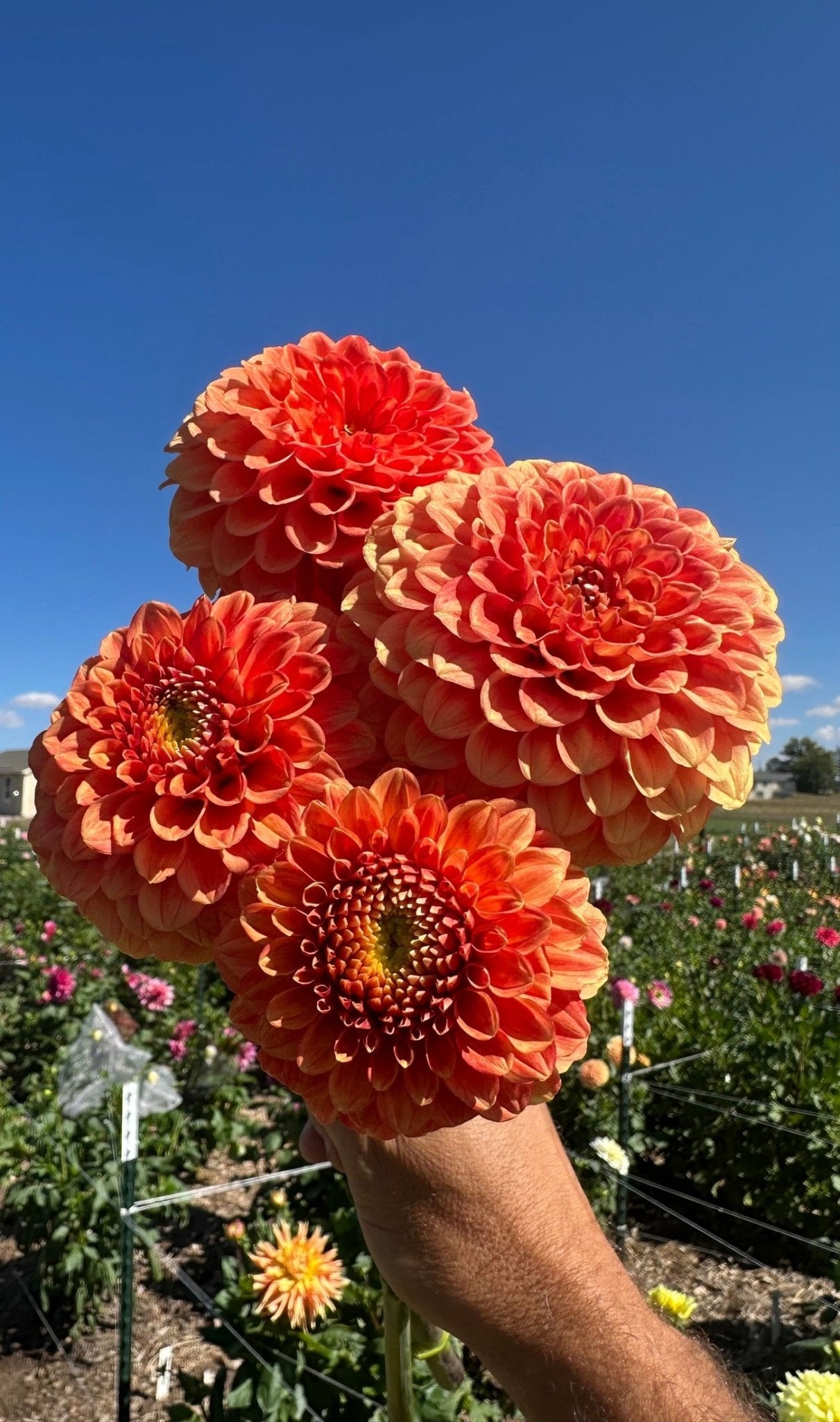 Orange Crush dahlia tuber collection
