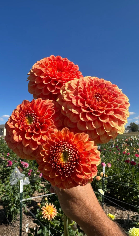 Orange Crush dahlia tuber collection