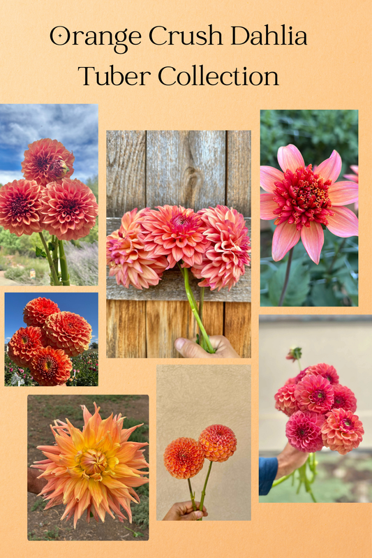 Orange Crush dahlia tuber collection