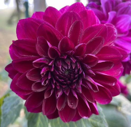 Redwood Garden dahlia tuber collection