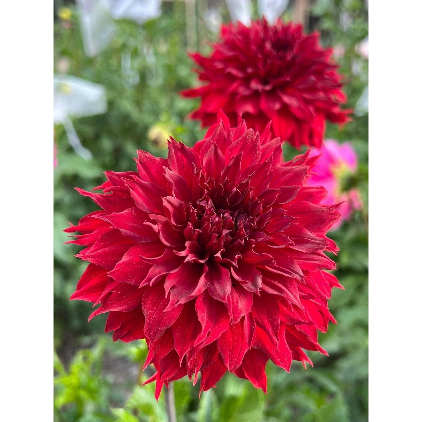 Redwood Garden dahlia tuber collection