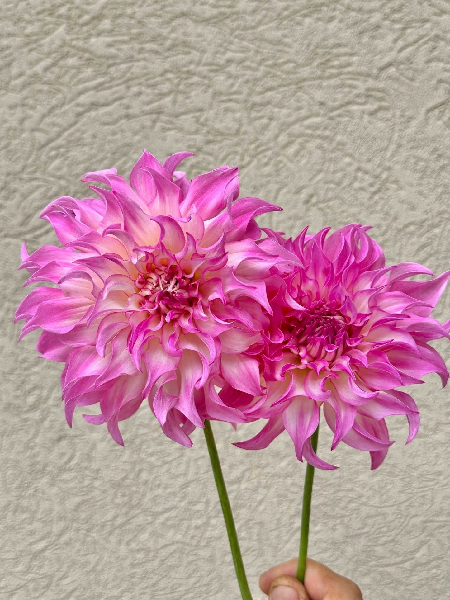 Dahlia starter collection