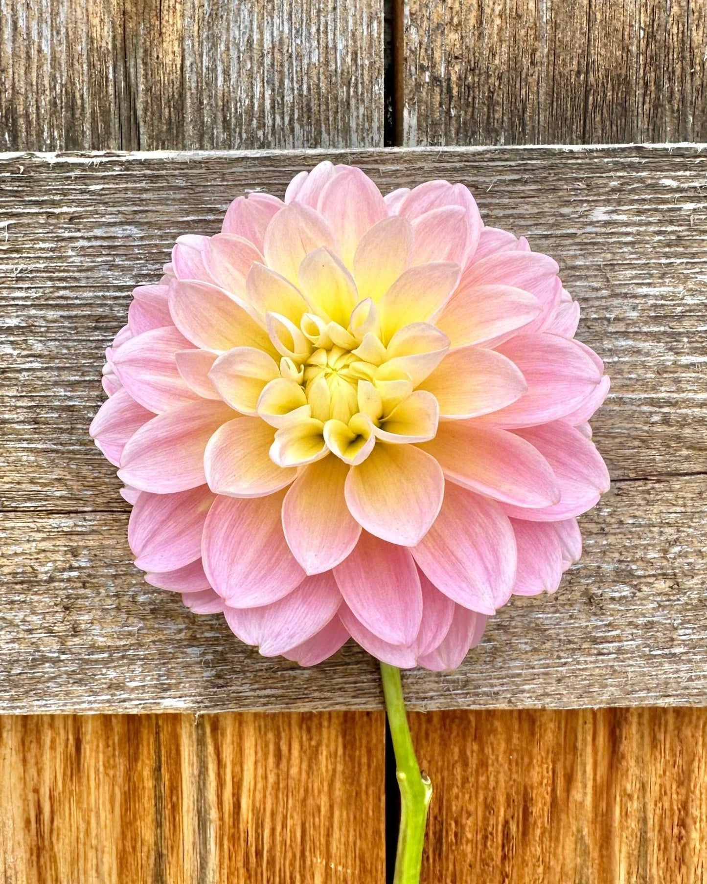 Romantic garden dahlia tuber collection