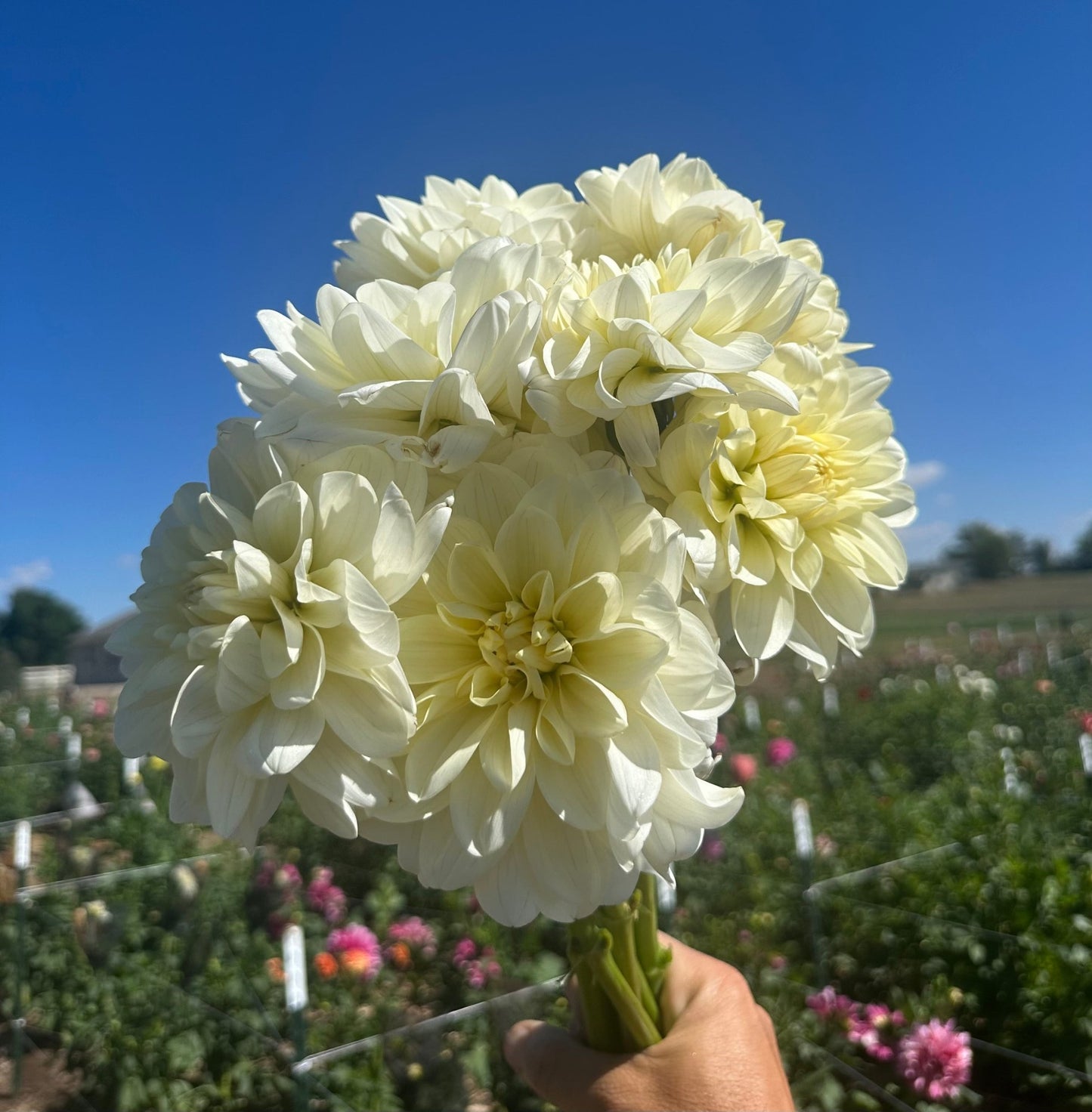 Romantic garden dahlia tuber collection