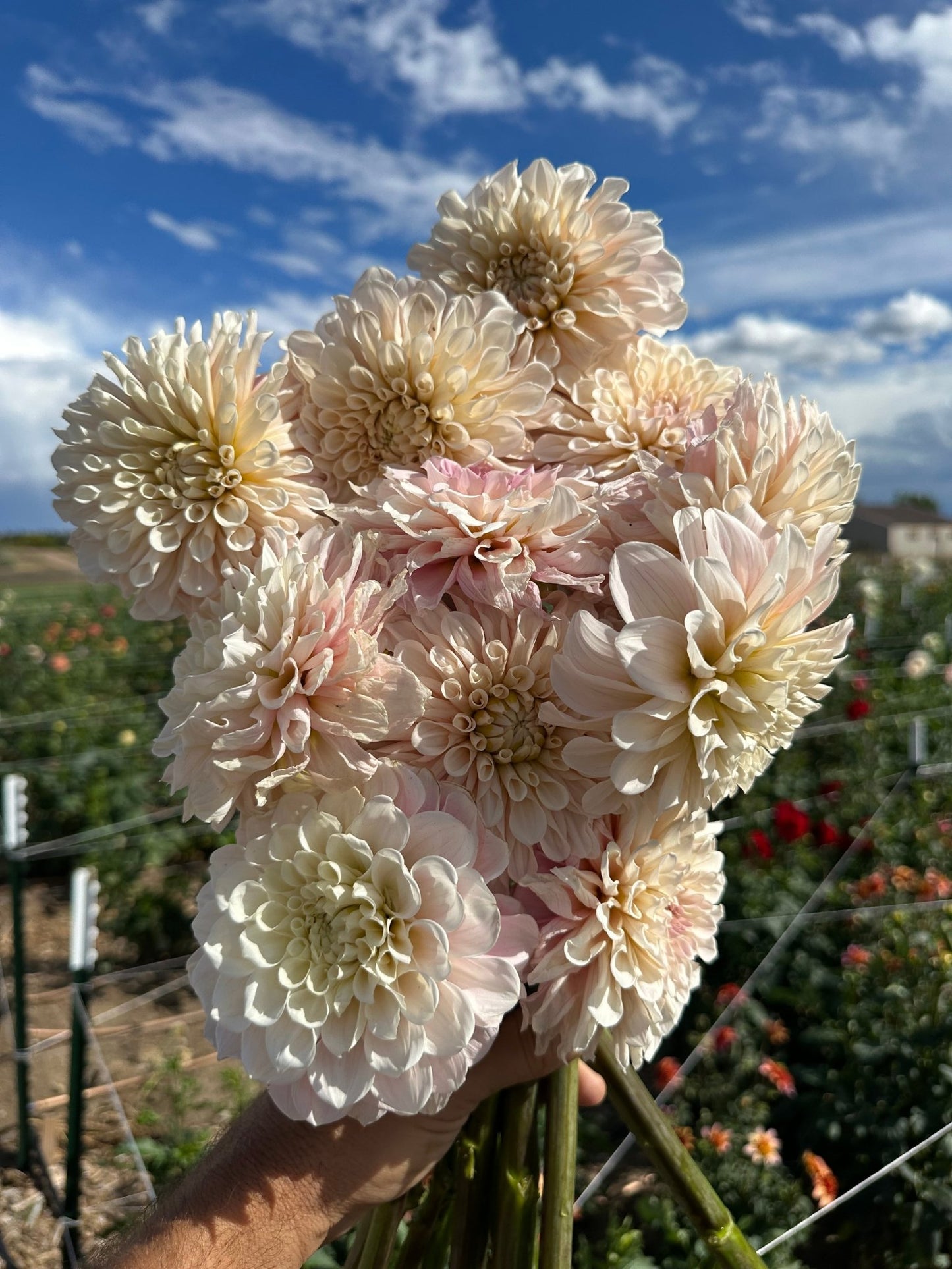 Romantic garden dahlia tuber collection