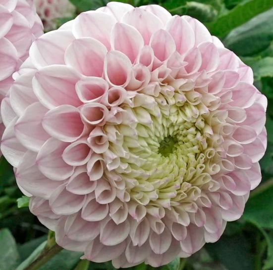 Pink Pearl dahlia