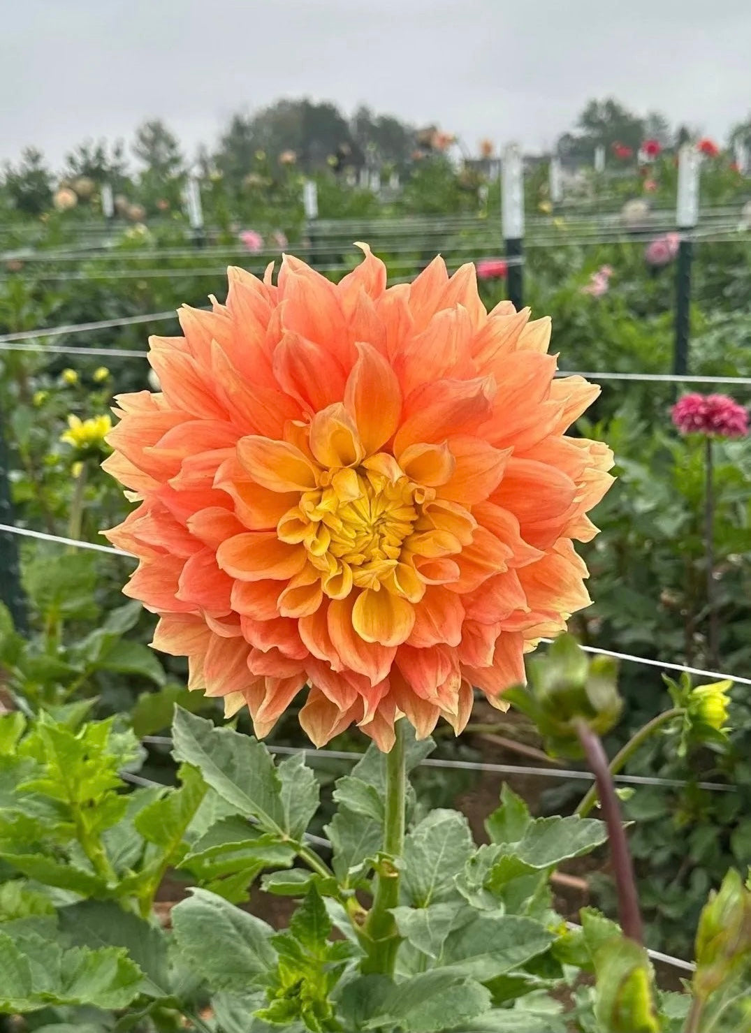 Dinner Plate Collection