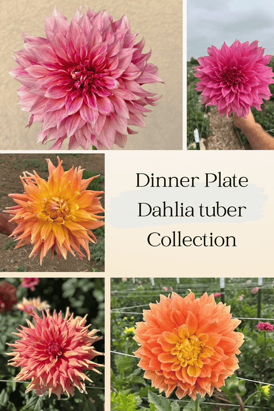 Dinner Plate Collection