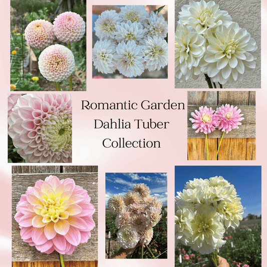 Romantic garden dahlia tuber collection