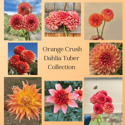 Orange Crush dahlia tuber collection