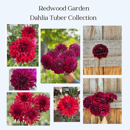 Redwood Garden dahlia tuber collection