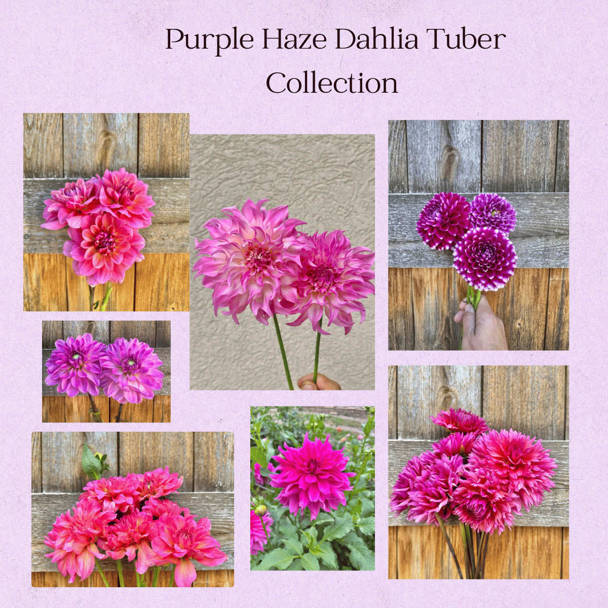 Purple Haze dahlia tuber collection