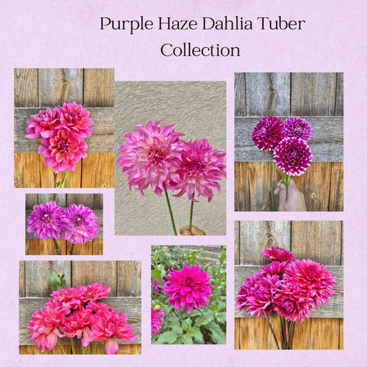 Purple Haze dahlia tuber collection