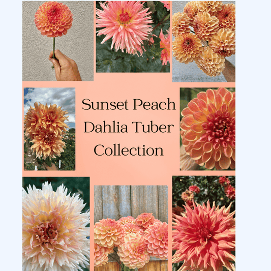 Sunset Peach dahlia tuber collection
