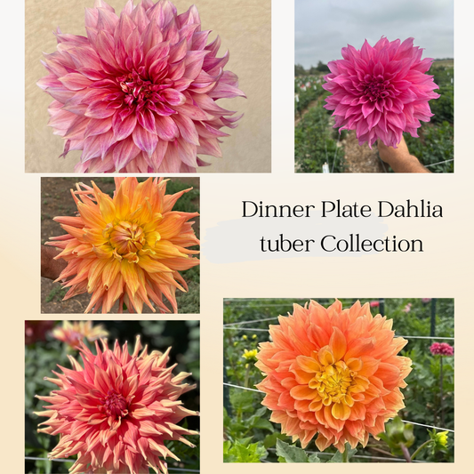 Dinner Plate Collection