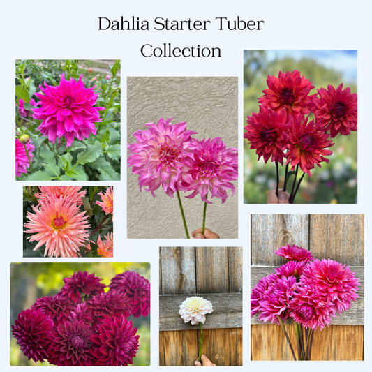 Dahlia starter collection