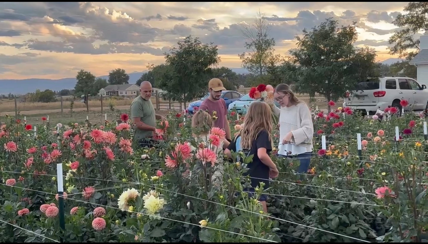 Preview Session: Walk the Farm & Choose Your Palette