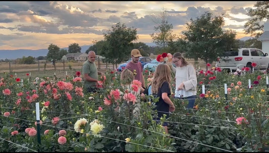 Preview Session: Walk the Farm & Choose Your Palette