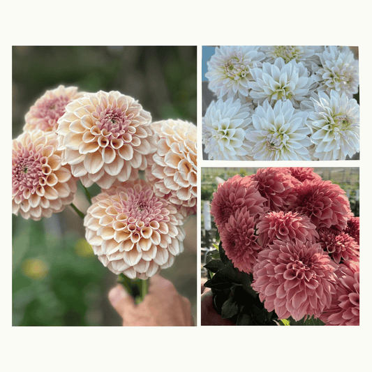 KA’s® Trusted Trio Bundle