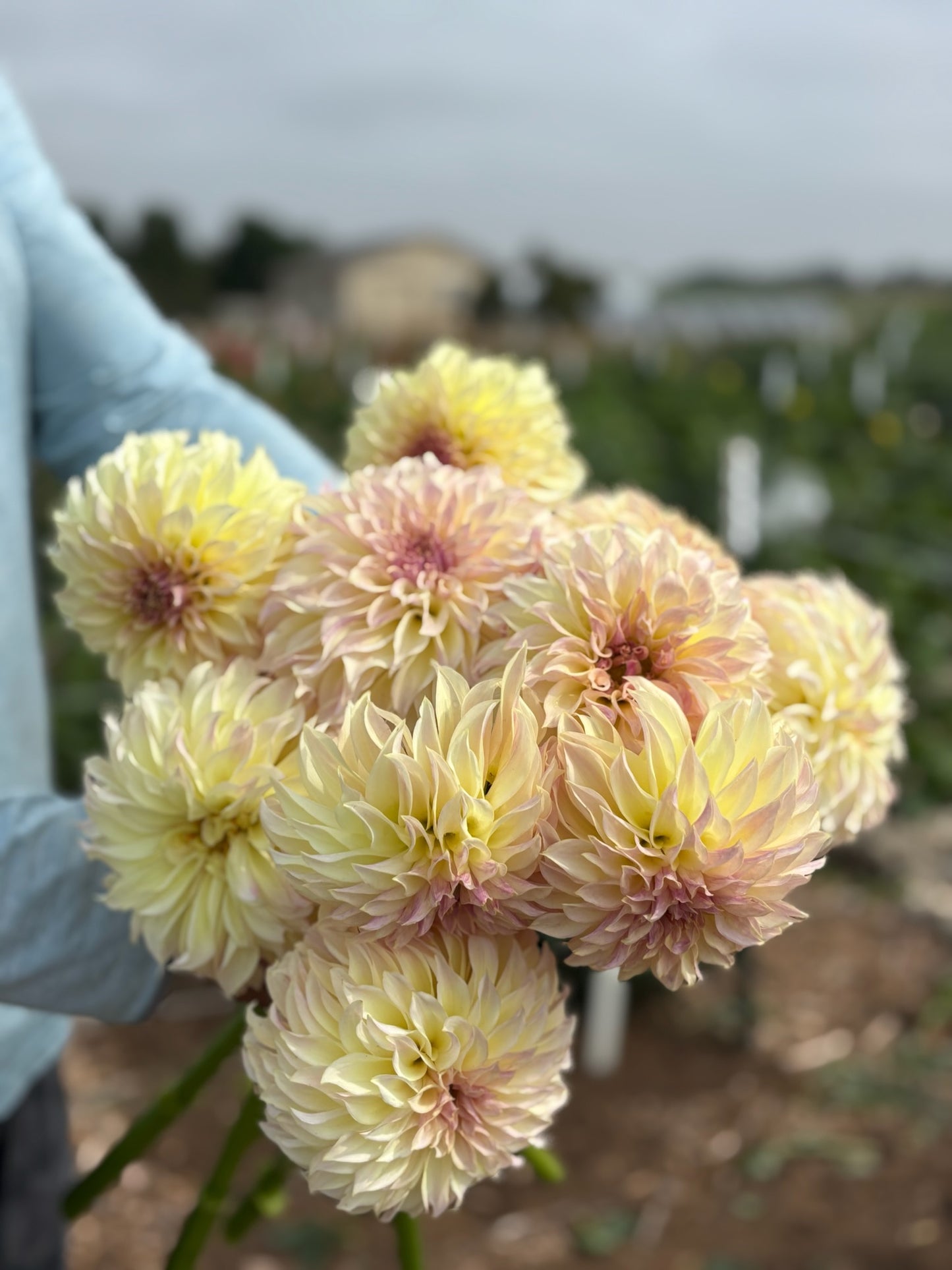 Farm-Cut dahlias - farmer’s choice of blooms: Fresh, Local & Seasonal