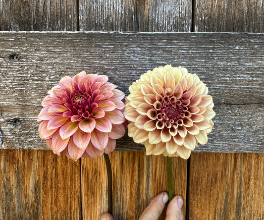 Discovery Pack Duo: KA’s® Creme Brulee + RM Raspberry Twinkle Cuttings