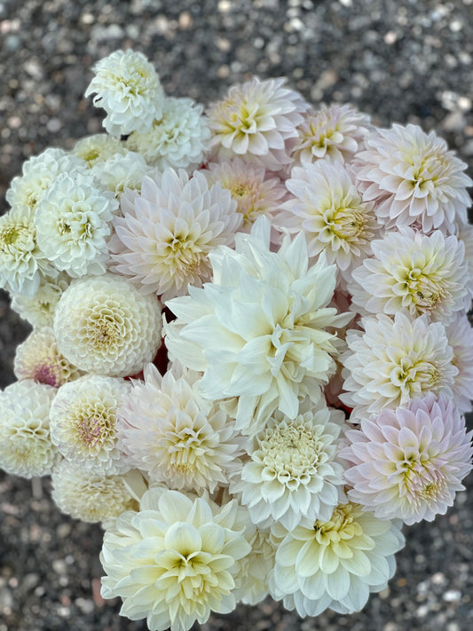 Farm-cut dahlias: Choose Your Exact Wedding Dahlia Blooms